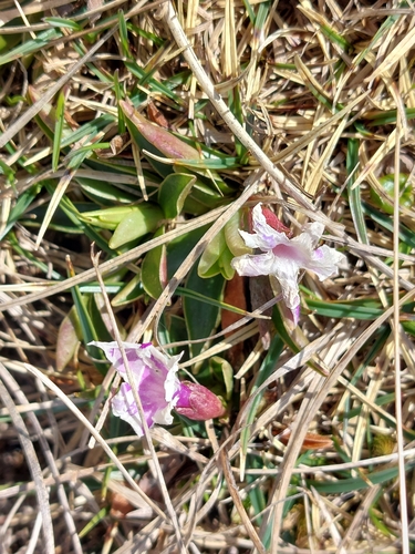 Primula wulfeniana, photograph 4