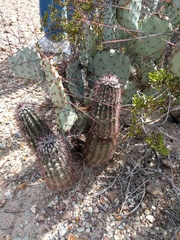 Echinocereus chisosensis