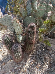 Echinocereus chisosensis