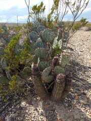 Echinocereus chisosensis
