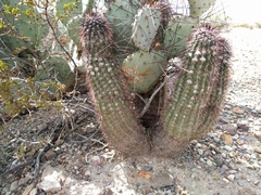 Echinocereus chisosensis