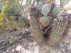 Echinocereus chisosensis