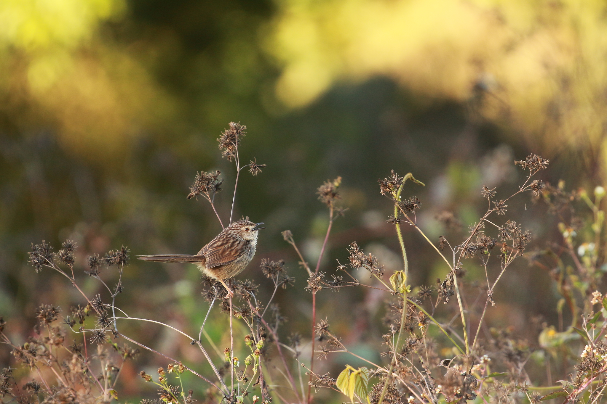Striped Prinia