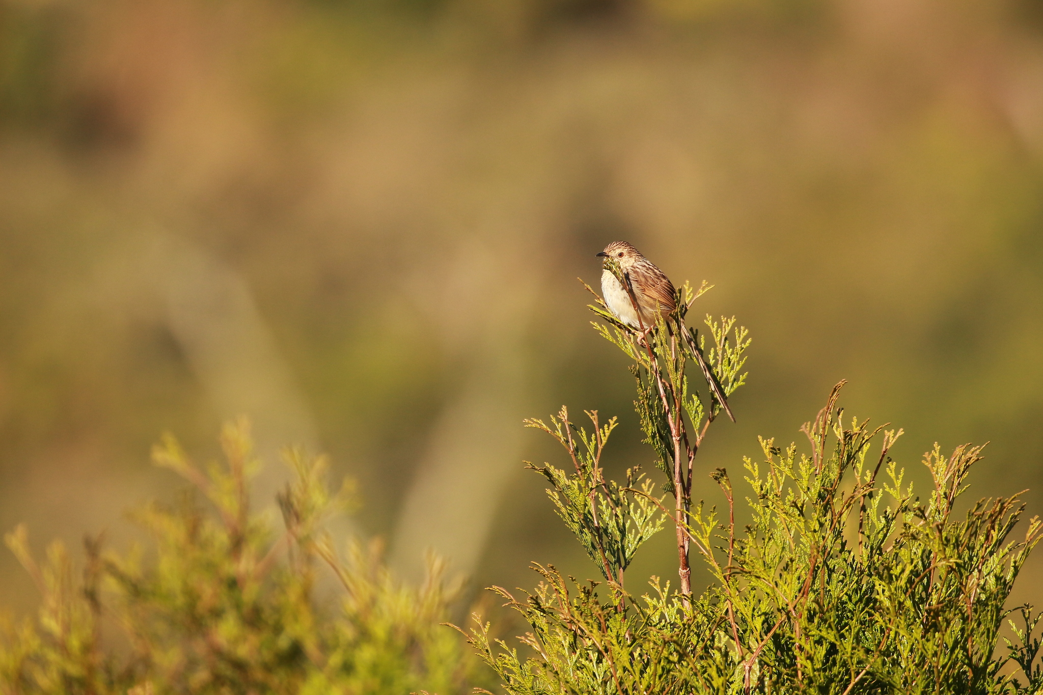 Striped Prinia