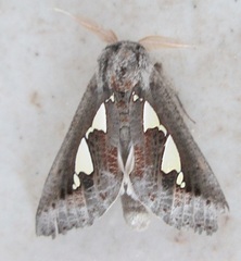 Antiophlebia bracteata
