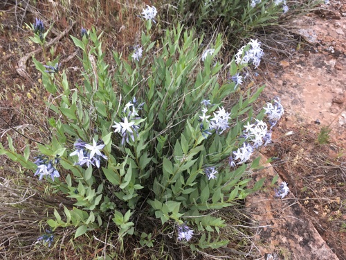 Jones' bluestar (Amsonia jonesii)