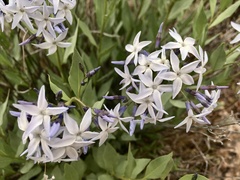 (c) Shalana Gray, some rights reserved (CC BY) Amsonia jonesii, photograph (c) Shalana Gray, some rights reserved (CC BY)