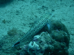 Parapercis hexophtalma