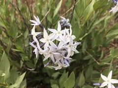 Amsonia jonesii, photograph (c) Shalana Gray, some rights reserved (CC BY)