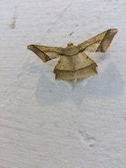 Krananda latimarginaria