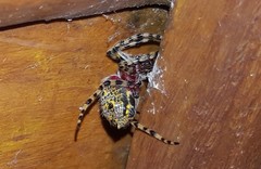 Alpaida alticeps