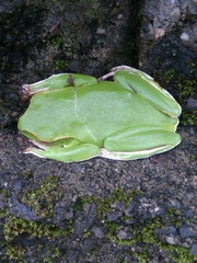 Zhangixalus prasinatus