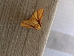 Trotocraspeda divaricata