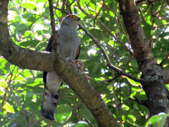 Accipiter bicolor