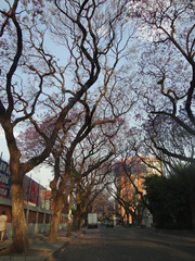 Jacaranda mimosifolia