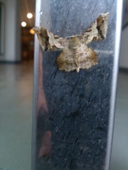 Krananda oliveomarginata