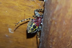 Alpaida alticeps