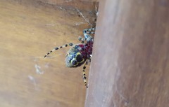 Alpaida alticeps