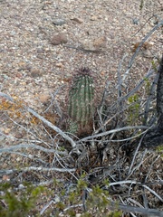 Echinocereus chisosensis