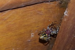 Alpaida alticeps