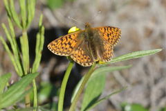 Boloria alaskensis