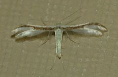 Pterophorus monospilalis