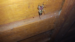 Alpaida alticeps