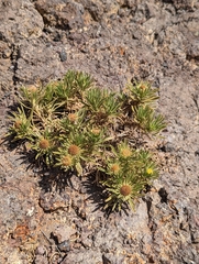 Asteriscus graveolens image