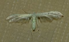 Pterophorus monospilalis