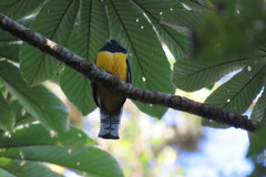 Trogon caligatus