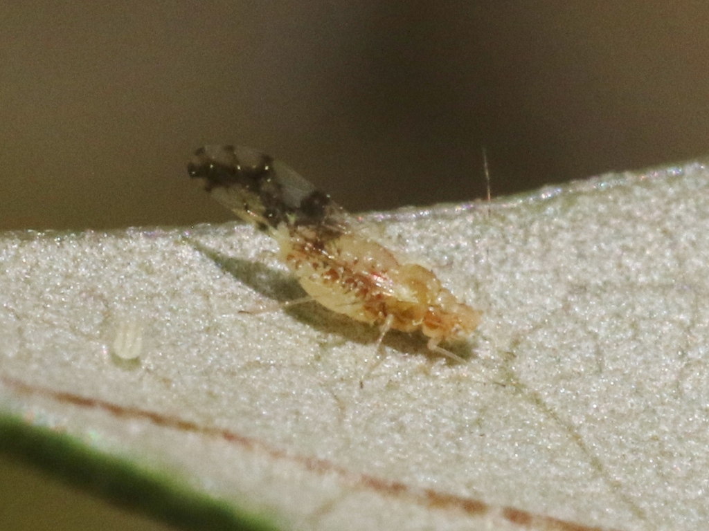 Eastern dusky-winged oak aphid from Triangle State, Austin, TX, USA on ...