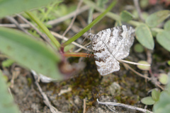 Xanthorhoe abrasaria