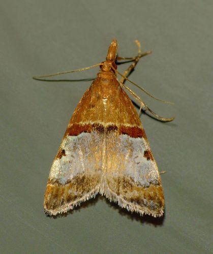 Antiscopa epicomia Meyrick, 1885