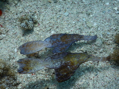Solenostomus cyanopterus