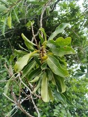 Hogwood (Sapium glandulosum)