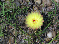 Parodia ottonis