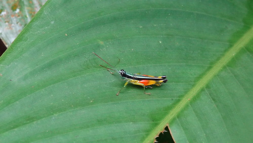 Stenopola boliviana