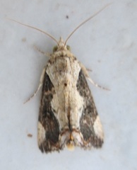 Hypocala rostrata