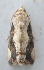 Hypocala rostrata