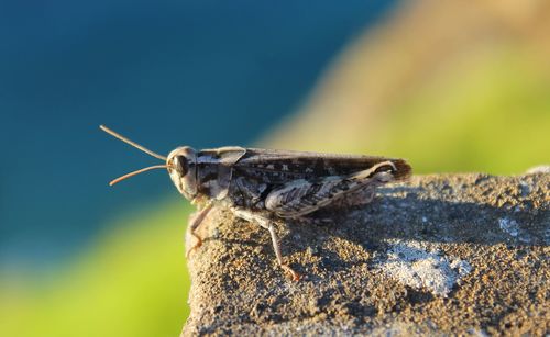 Calliptamus madeirae