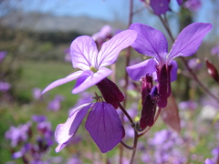 Lunaria annua pachyrrhiza
