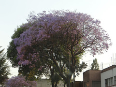 Jacaranda mimosifolia