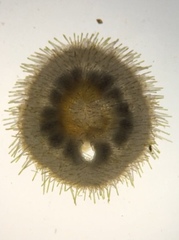Encope micropora image
