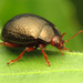 Bronze Beetle - Photo (c) Katja Schulz, some rights reserved (CC BY)