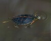 Southern Painted Turtle - Photo (c) Royal Tyler, some rights reserved (CC BY-NC-SA), uploaded by Royal Tyler