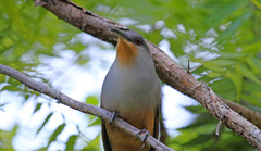 Coccyzus longirostris