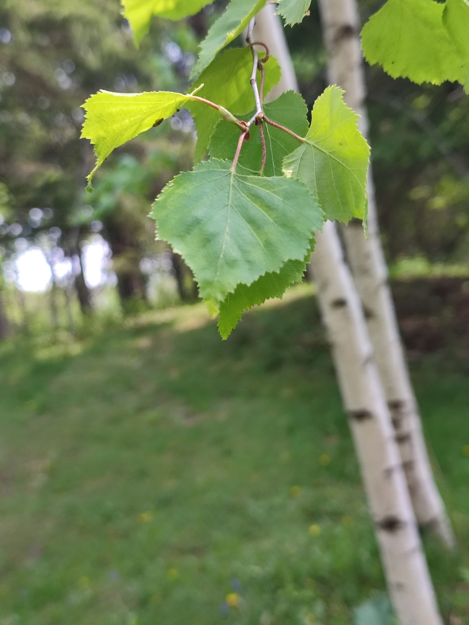 Betula caerulea