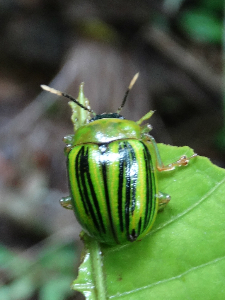 Proseicela ecuadoriensis