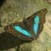 Turquoise Emperor - Photo (c) Guille Ivan Spajic, some rights reserved (CC BY-NC), uploaded by Guille Ivan Spajic