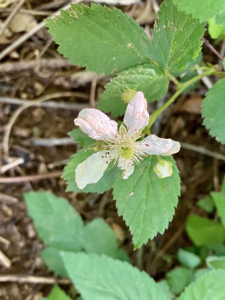 Common Dewberry from Vinton, VA 24179, USA on May 2, 2023 at 0945 AM